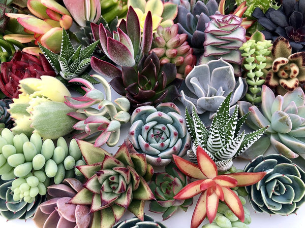 Assorted Live Succulent Cuttings, No 2 Succulents Alike, Great for Terrariums, Mini Gardens, and as Starter Plants by The Succulent Cult live succulents plants