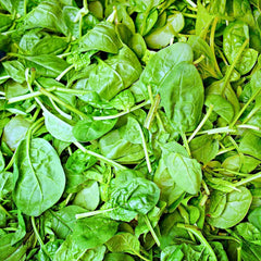 Basil Seeds for Planting – 750 Non GMO Heirloom Italian Basil Seeds – Indoor Hydroponic & Outdoor Gardening – Full Planting Instructions to Plant & Grow Basil – Great Gardening Gift, 1 Packet - Seedsplant