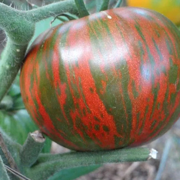 Rare Organic Vegetable Tomato Seeds 