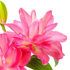 Lucky Queen Lily