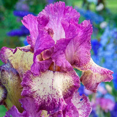 Rock Star Reblooming Bearded Iris