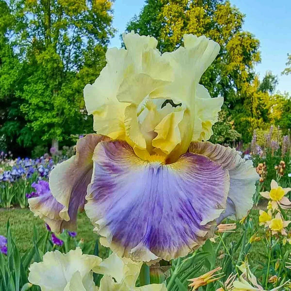 Style Traveller Bearded Iris