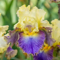 Style Traveller Bearded Iris