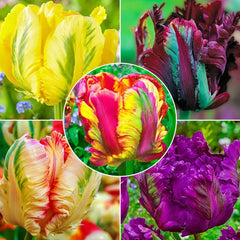 Parrot Tulip Collection