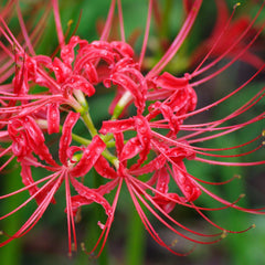 Red Lycoris Radiata Spider Lilies Bulbs Hurricane Lily Cluster Amayllis Growing Bonsai Roots Rhizomes Corms Tubers Potted Planting Reblooming Fragrant Garden Species Blooms Flower Seeds Plant Gardening