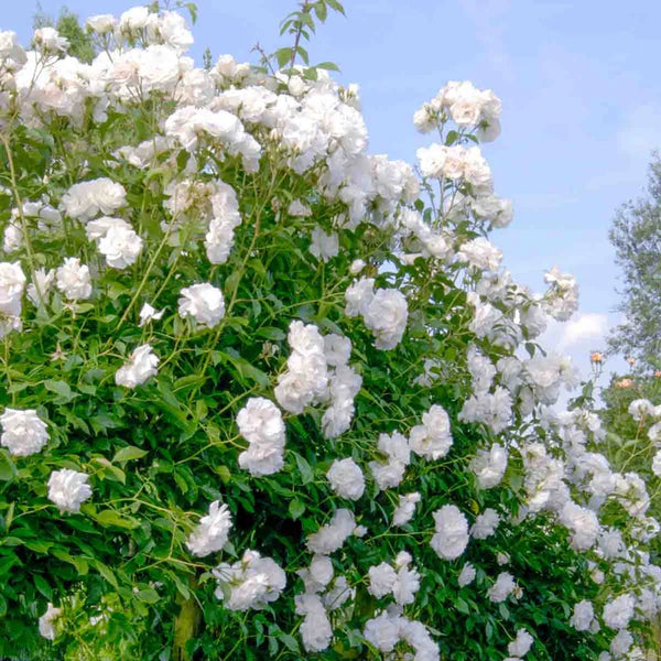 Iceberg Floribunda Rose
