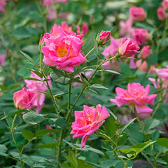 Pink Freedom Rose