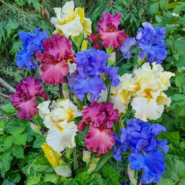 Stars and Stripes Bearded Iris Mixture