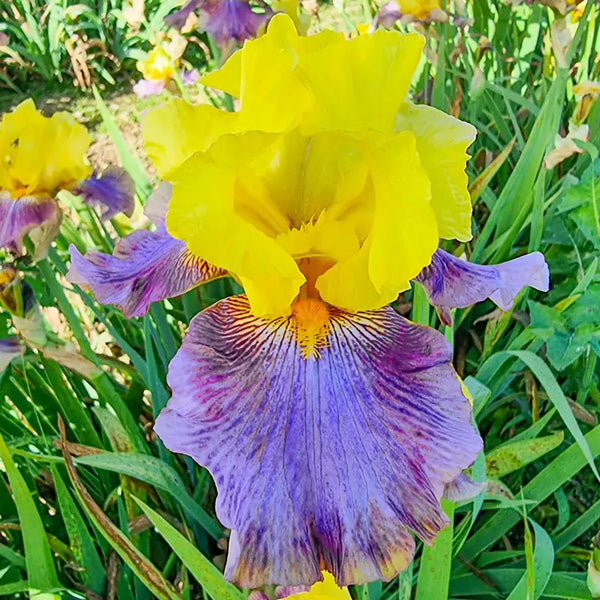 Sunrise at Sea Reblooming Bearded Iris