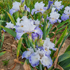 Autumn Breeze Reblooming Bearded Iris