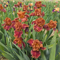 Chestnuts Roasting Bearded Iris
