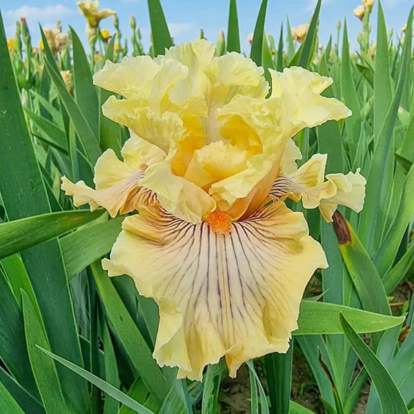 Cotillion Gown Bearded Iris