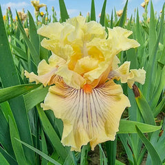 Cotillion Gown Bearded Iris