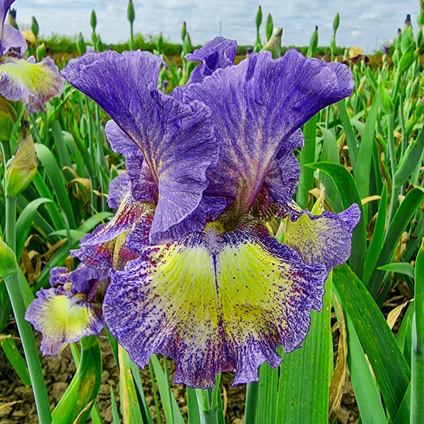 Foolish Dreamer Bearded Iris