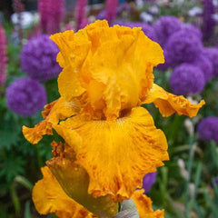 Livin' Easy Bearded Iris