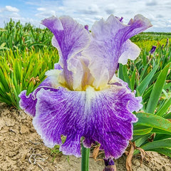 Moonlit Water Bearded Iris