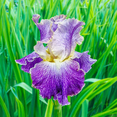 Moonlit Water Bearded Iris