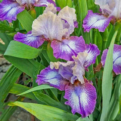 Pathway Border Bearded Iris