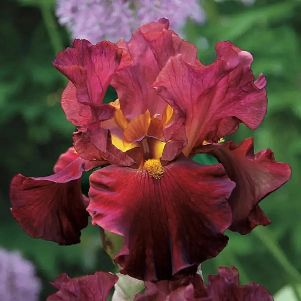 Rarest Red Bearded Iris