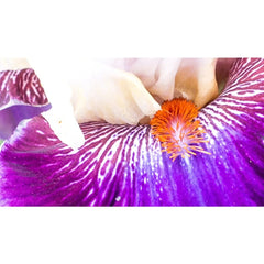 Royal Orders Bearded Iris