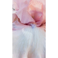 One Last Kiss Bearded Iris