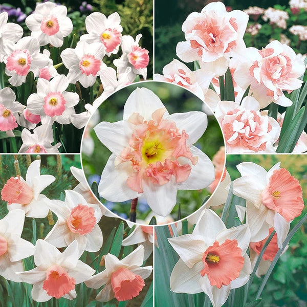 Pink Daffodil Collection