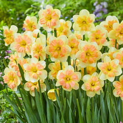 Peachy Dream Daffodil