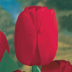 Garden Pillar Tulip Collection