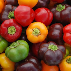 Pepper Mini Bell Chocolate Organic