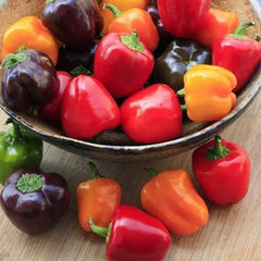 Pepper Mini Bell Chocolate Organic