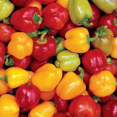 Pepper Mini Bell Chocolate Organic