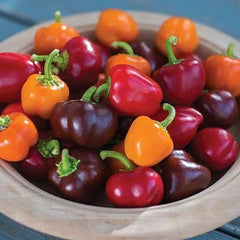 Pepper Mini Bell Chocolate Organic