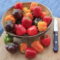 Pepper Mini Bell Chocolate Organic