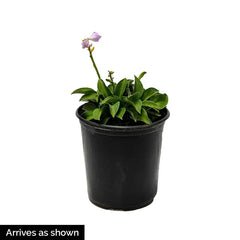 Hosta Mediovariegata