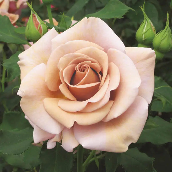 Koko Loko™ Floribunda Rose