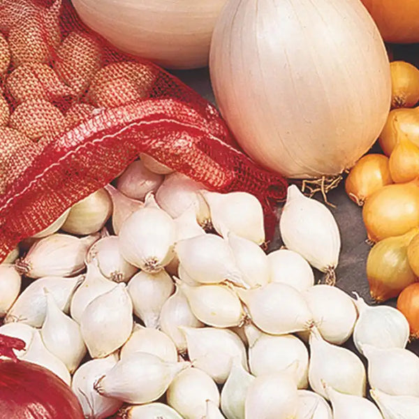 White Onion Set
