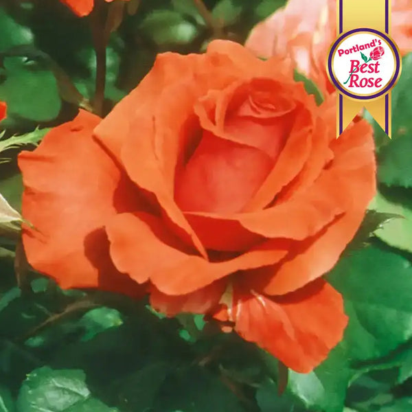 Fragrant Cloud Hybrid Tea Rose Plant