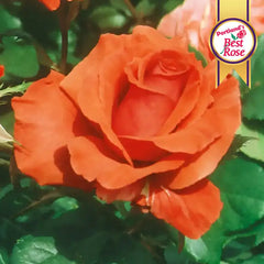 Fragrant Cloud Hybrid Tea Rose Plant