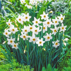 Best Daffodils for Naturalizing Collection