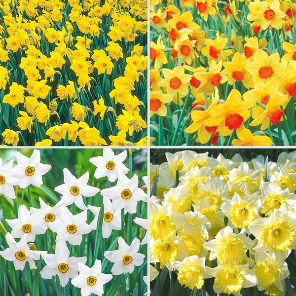 Best Daffodils for Naturalizing Collection