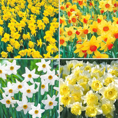 Best Daffodils for Naturalizing Collection