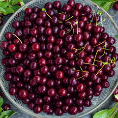 Juliet™ Cherry Bush