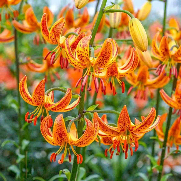 Sunny Morning Turk's Cap Lily