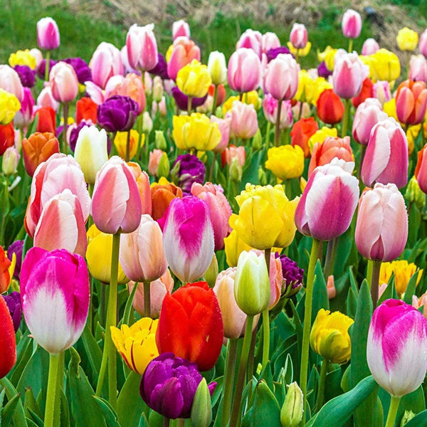 U-Pick Tulip Mixture