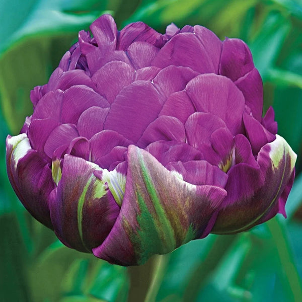 Negrita Double Tulip