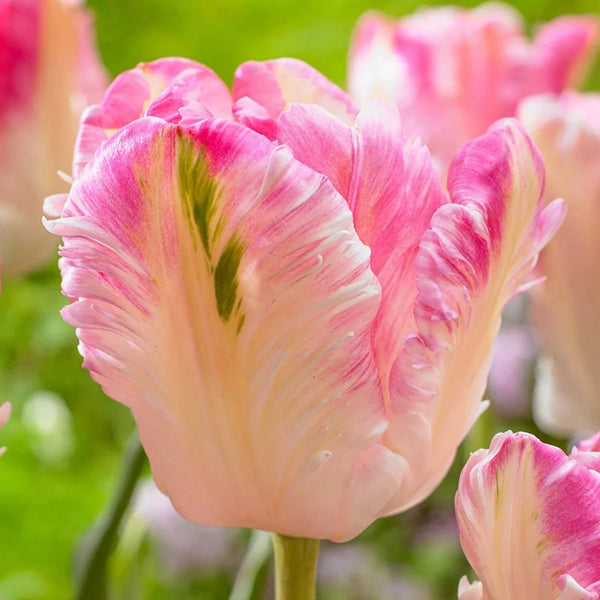 Cabanna Parrot Tulip