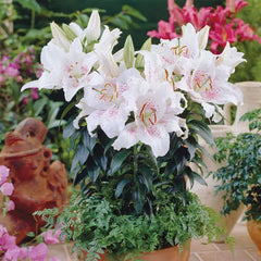 Muscadet Oriental Carpet Border Lily