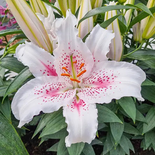 Muscadet Lily
