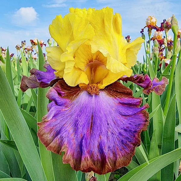 Men Are from Mars Bearded Iris