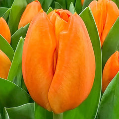 Orange Sherpa Tulip